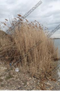 free photo texture of grass tall 